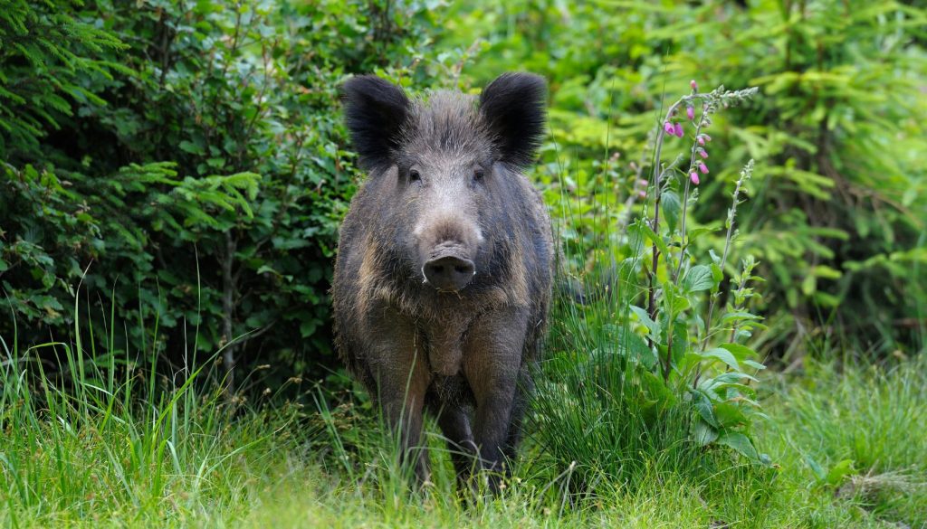 cinghiale